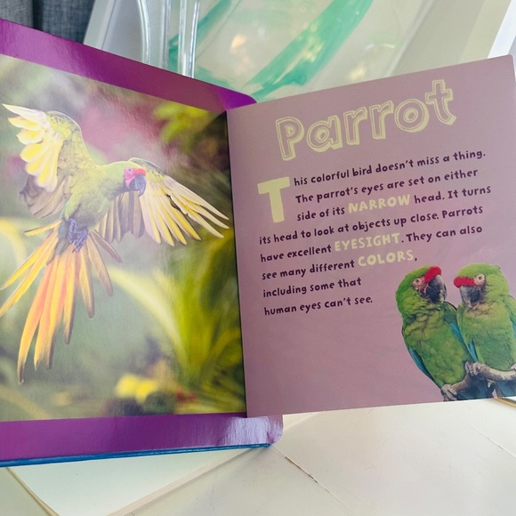 Who's Looking At You? Stephane Frattini Lift-the-Flap Picture Book - Picture 3 of 11